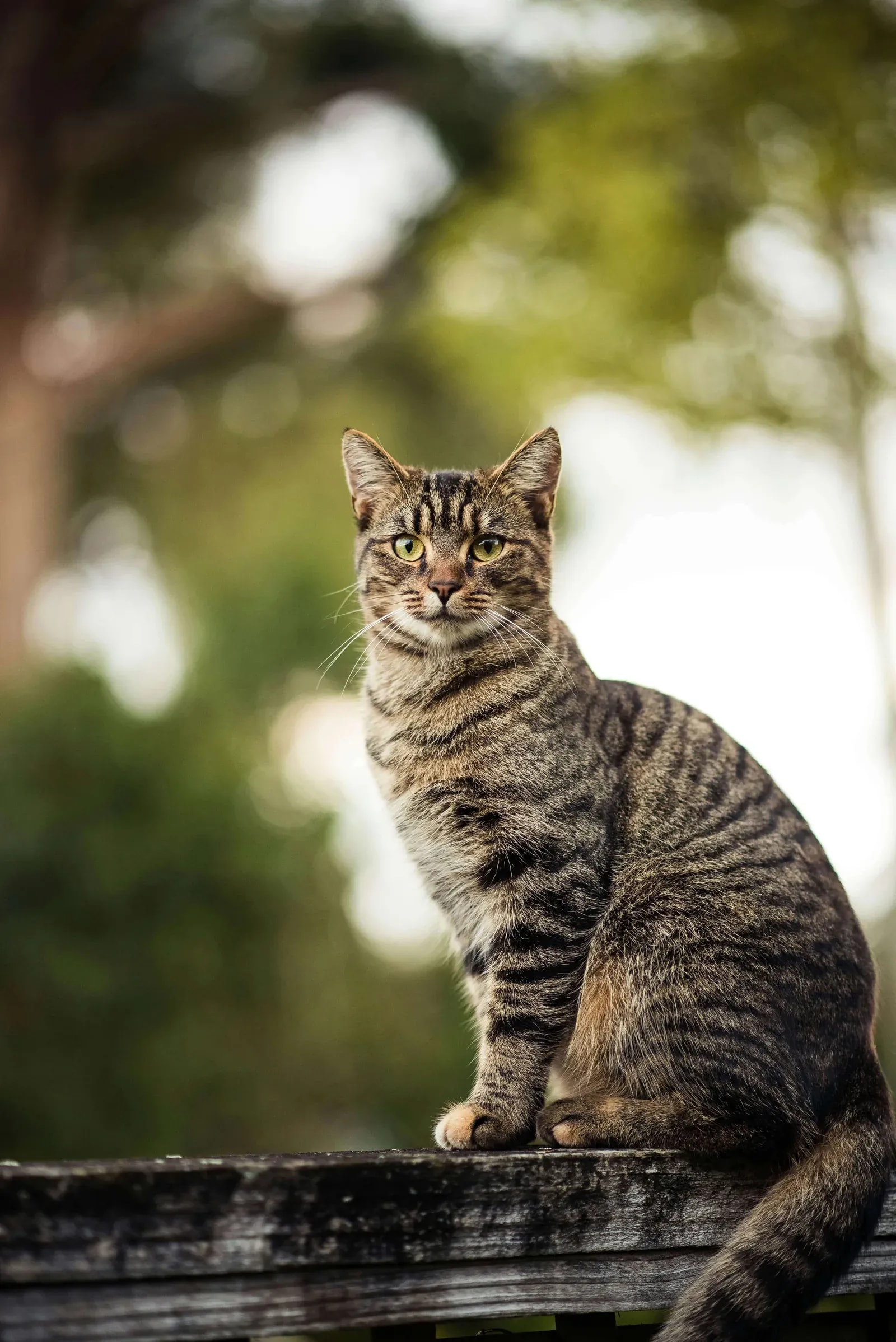katzenfutter-tierfutter-alstertal