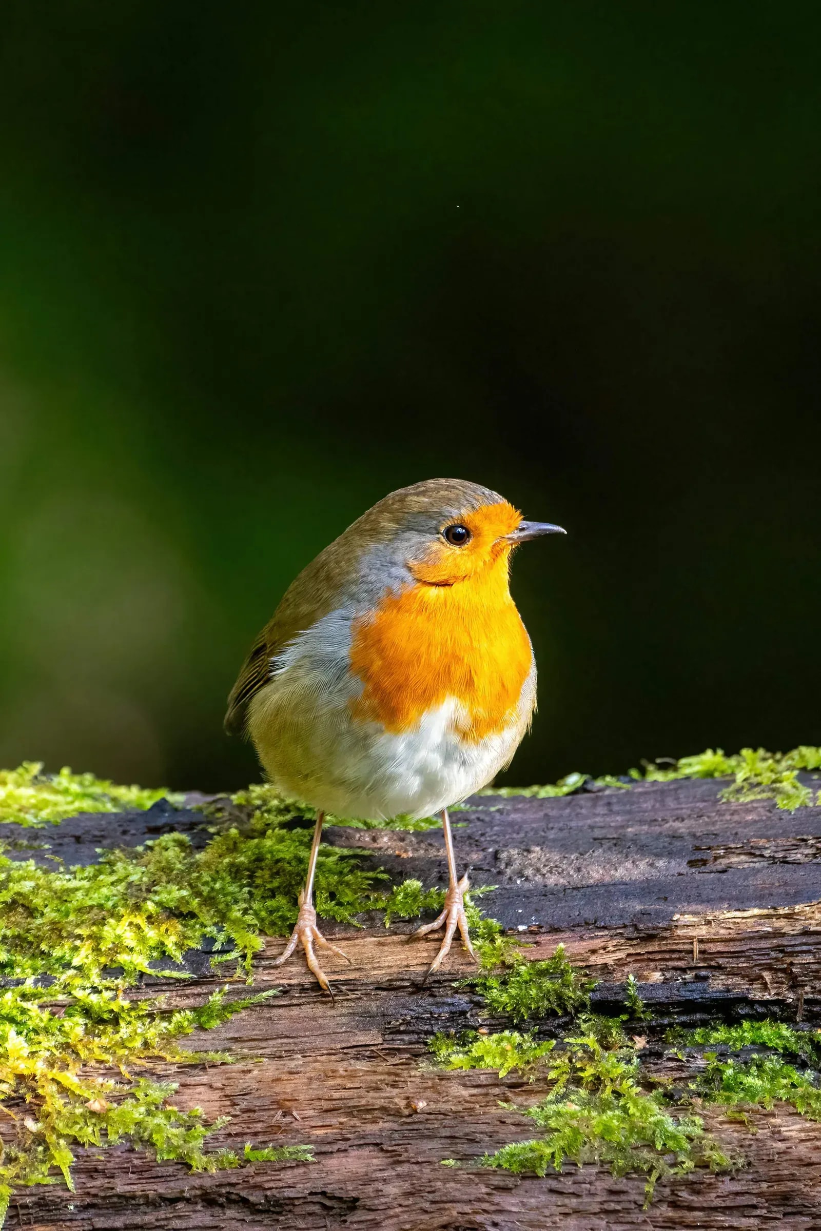 vogelfutter-tierfutter-alstertal